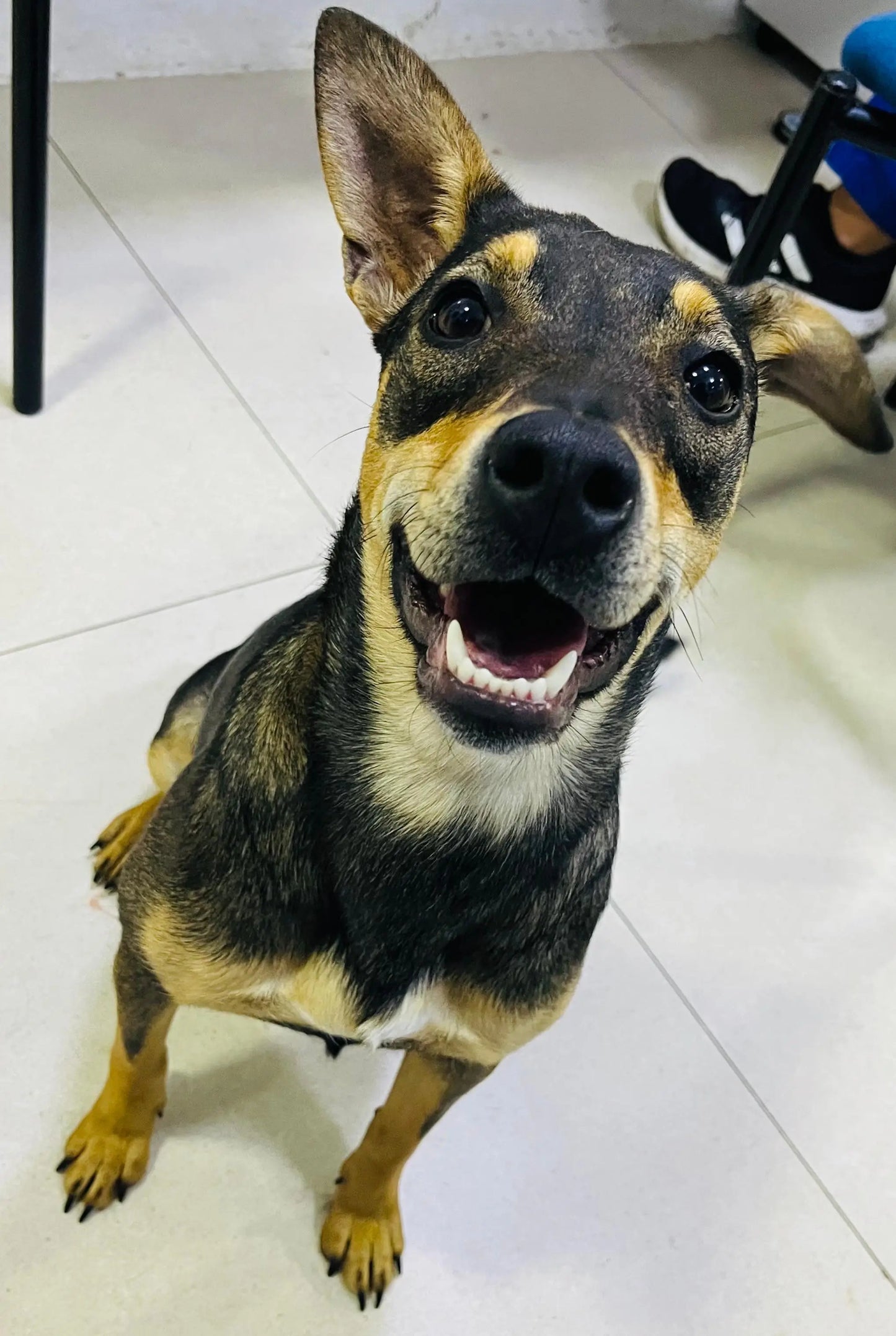 Perla (9 meses)