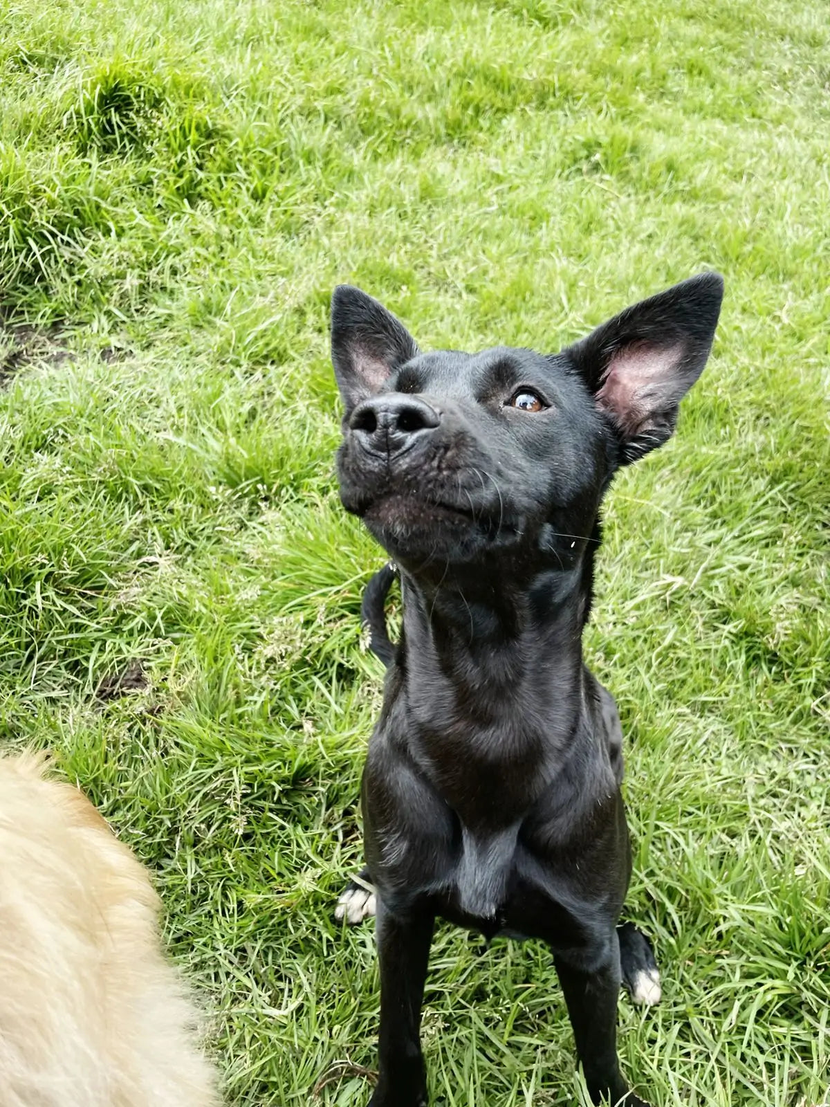 Roma (10 meses)