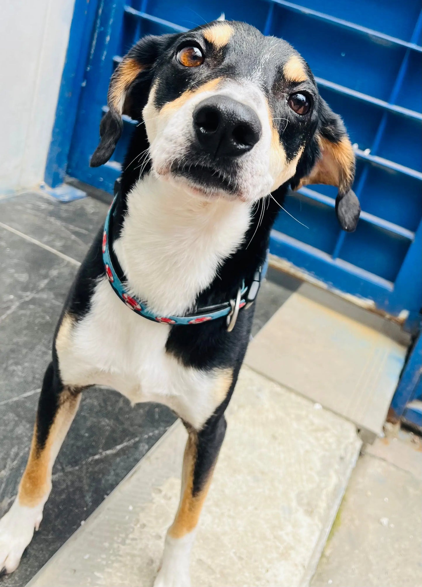Scooby (3 años)