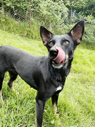 Selena (1 año y medio)