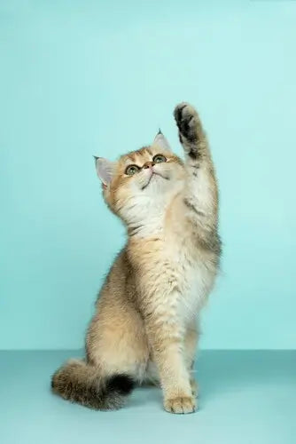 Gatos
