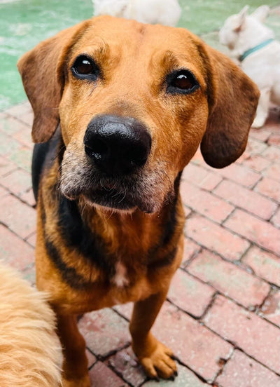 Nova (6 años)