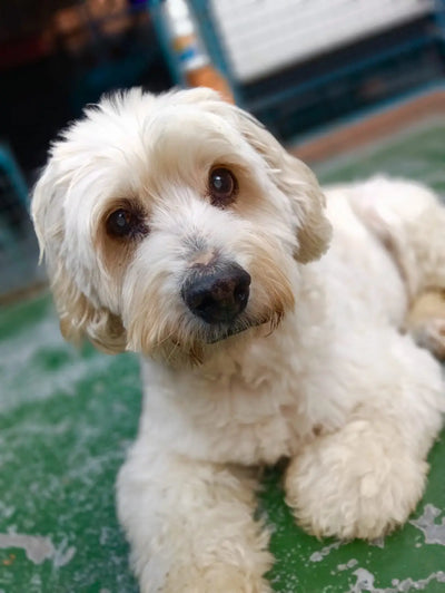 Orso (10 años)